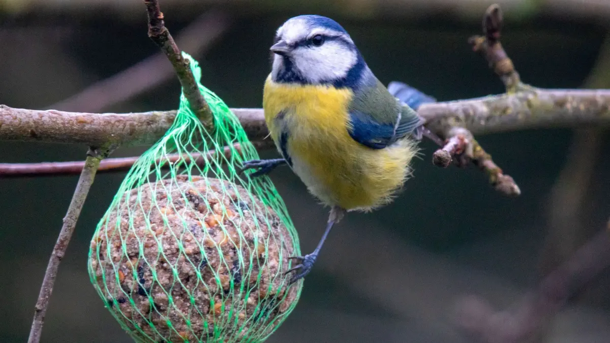 Eine Blaumeise hängt an einem Meisenknödel, der als winterliche Futterstelle an einem Baum aufgehängt ist. (zu dpa: „Warmer Februar lässt Vögel früher brüten — Erste Zugvögel zurück»)