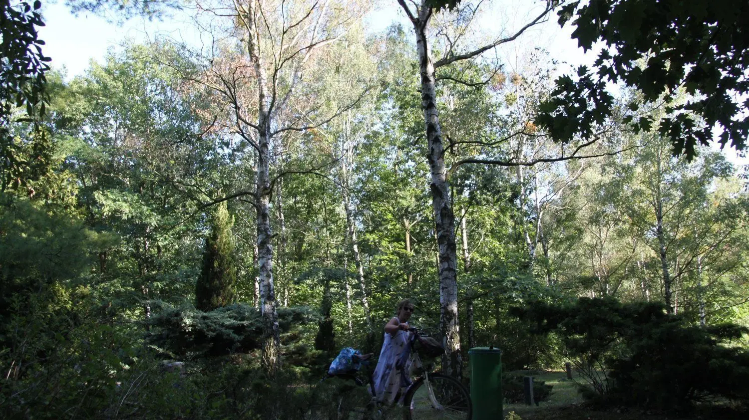 Birken leiden in diesem Jahr besonders unter der Dürre, so wie hier auf dem Waldfriedhof in Senftenberg.