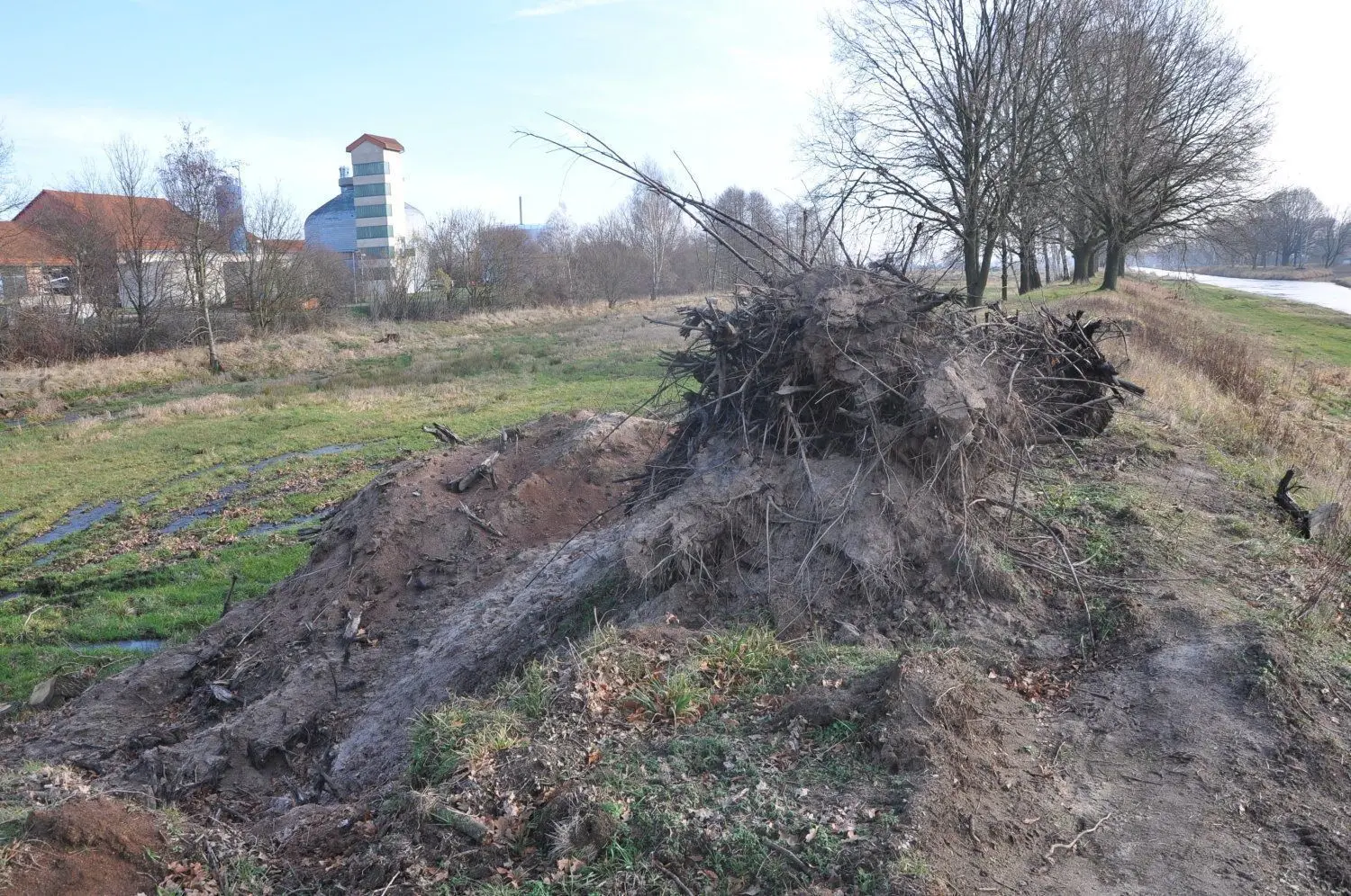 Die großen Baumstubben künden noch vom zurückliegenden Sturm.