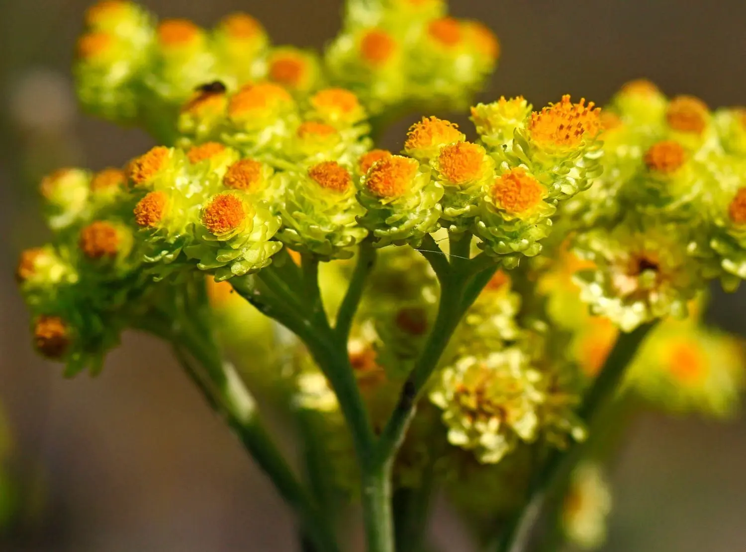 Die Sandstrohblume zählt zu den Pionierarten auf nährstoffarmen, offenen Böden, wie sie auf der Innenkippe des Schlabendorfer Sees noch zu finden sind.