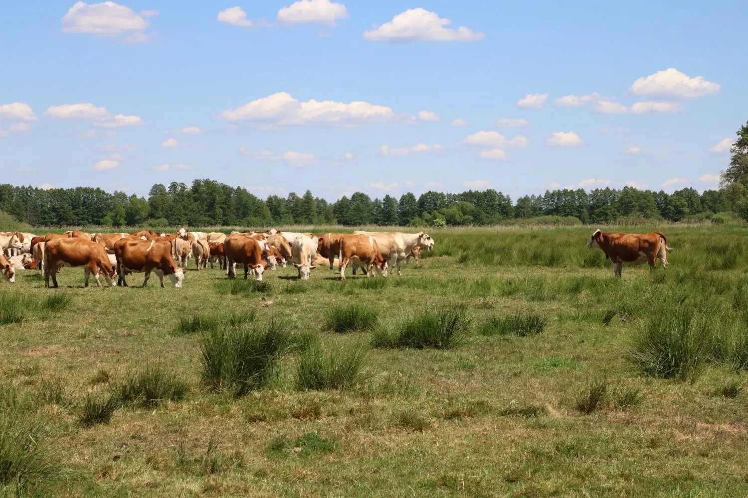 Mit der Zucht von Fleischrindern verdient die Muri GmbH in Lübben ihr Geld. Die Naturschutzmaßnahmen sind zusätzliche Projekte.