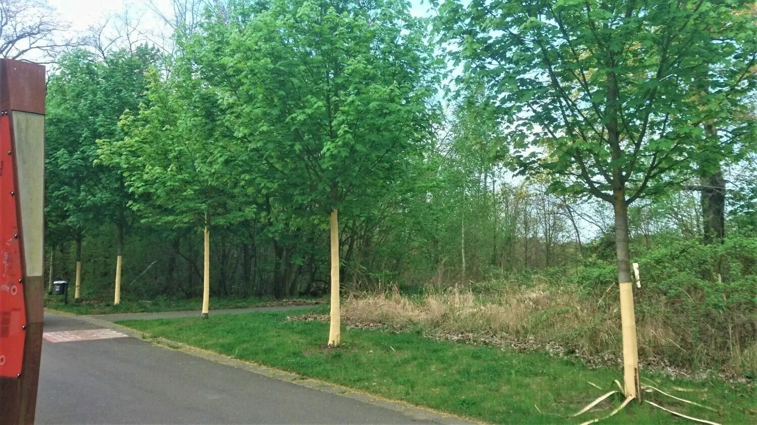 Unmittelbar an der Gleispromenade in Welzow stehen die fünf jungen Ahornbäume, deren Rinde fein säuberlich heruntergerissen wurde. Ein Ärgernis für die Stadt und das Todesurteil für die Bäume.