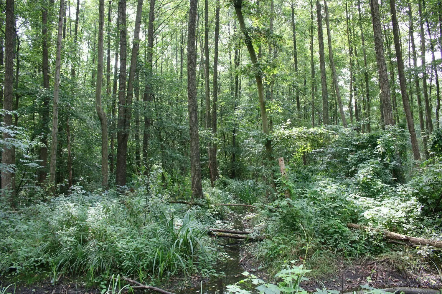 Erlen-Monokulturen bedürfen der Pflege durch den Menschen. Gegen die Erlen-Phytophthora gibt es jedoch keinen Schutz oder ein Heilmittel.