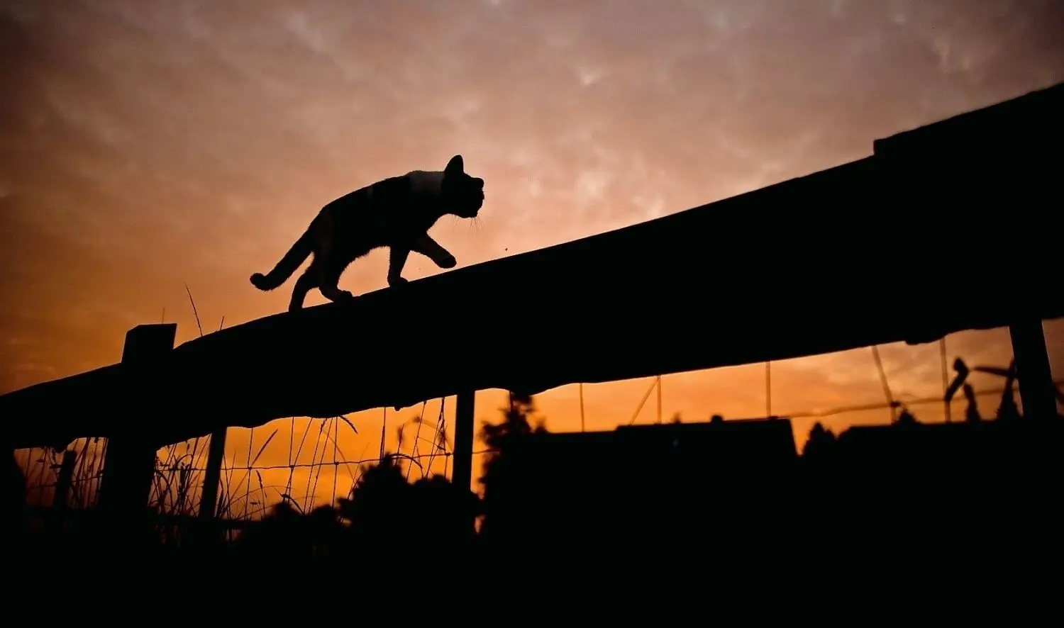 Unfall oder Tierquälerei? In Luckau sind innerhalb weniger Tage drei Katzen tot aufgefunden worden. ⇥