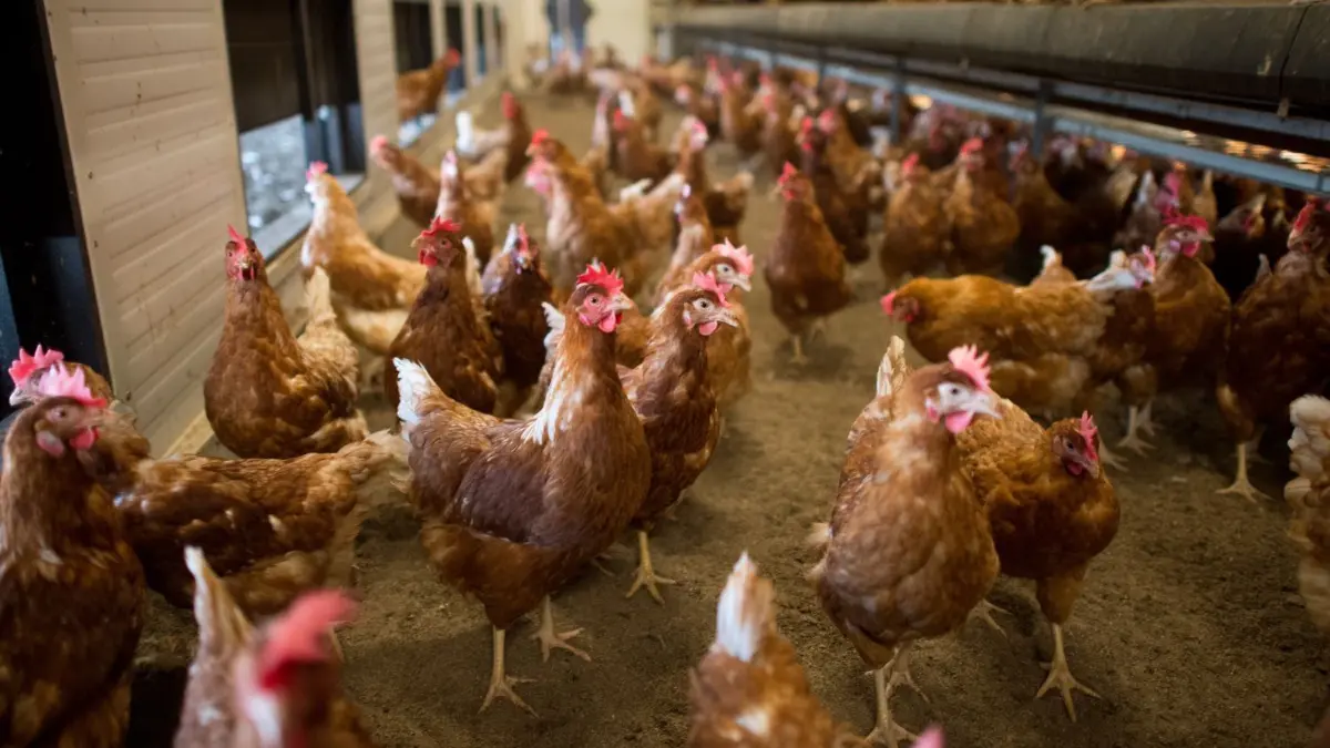 Freilandhennen haben dauerhaft Zugang zur Außenwelt.
Legehennen stehen am 10.09.2014 in einem Betrieb für die Produktion von Eiern aus Freilandhaltung in Bergen im Landkreis Celle (Niedersachsen). Landwirtschaftliche Betriebe, die Legehennen in Freilandhaltung halten, müssen neben dem Stall auch einen Auslauf von vier Quadratmetern je Henne vorweisen. Der Verband der Niedersächsischen Geflügelwirtschaft stellt am 12.09.2014 ein Positionspapier zu den Haltungsbedingungen von Geflügel vor. Foto: Julian Stratenschulte/dpa ++ +++ dpa-Bildfunk +++