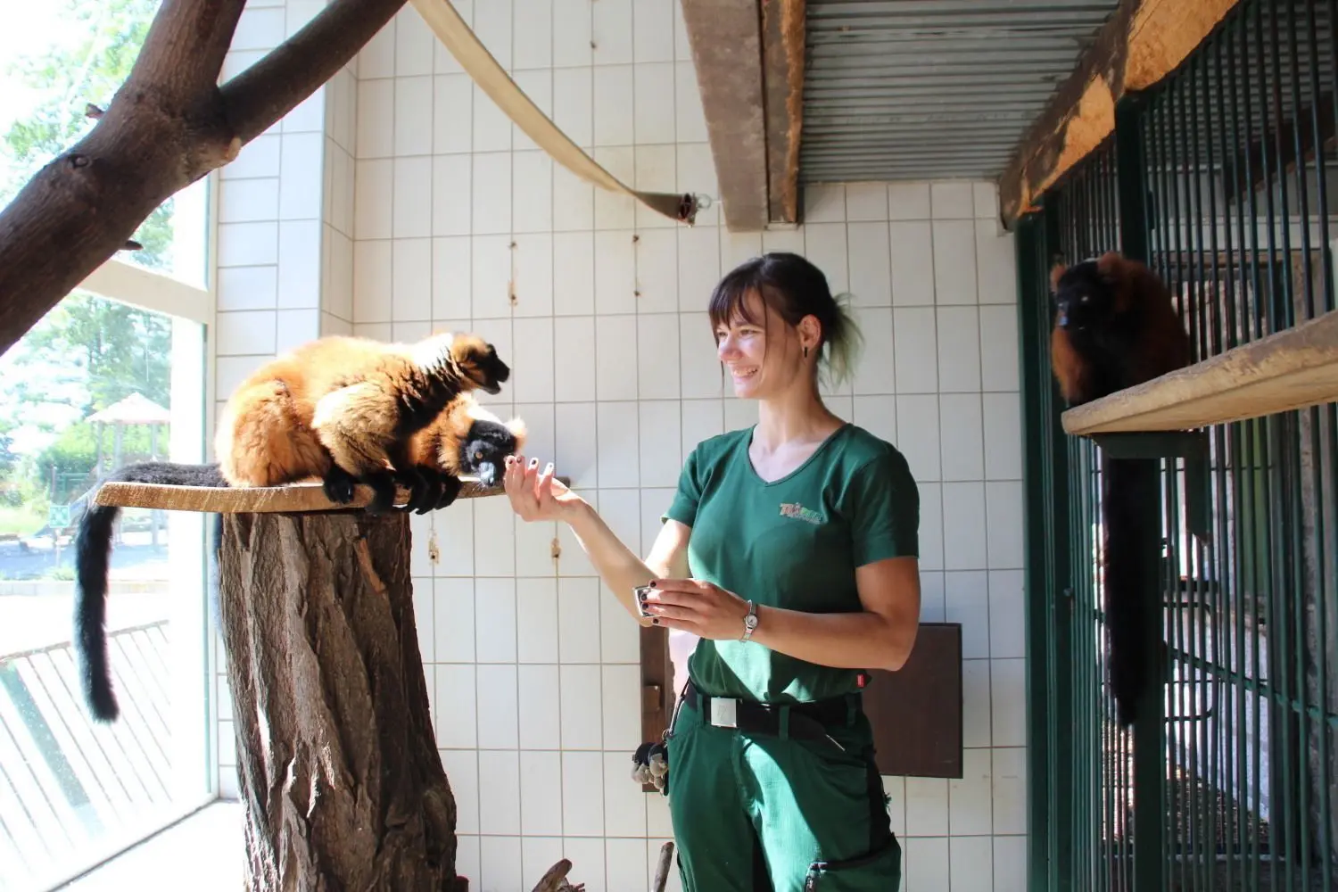 Tierpflegerin Peggy Thalheim bringt den Roten Varis - das ist eine Lemurenart - ein Leckerli. Mit ihrem dicken Pelz machen die Tiere während der größten Hitze auch alles etwas langsamer.
