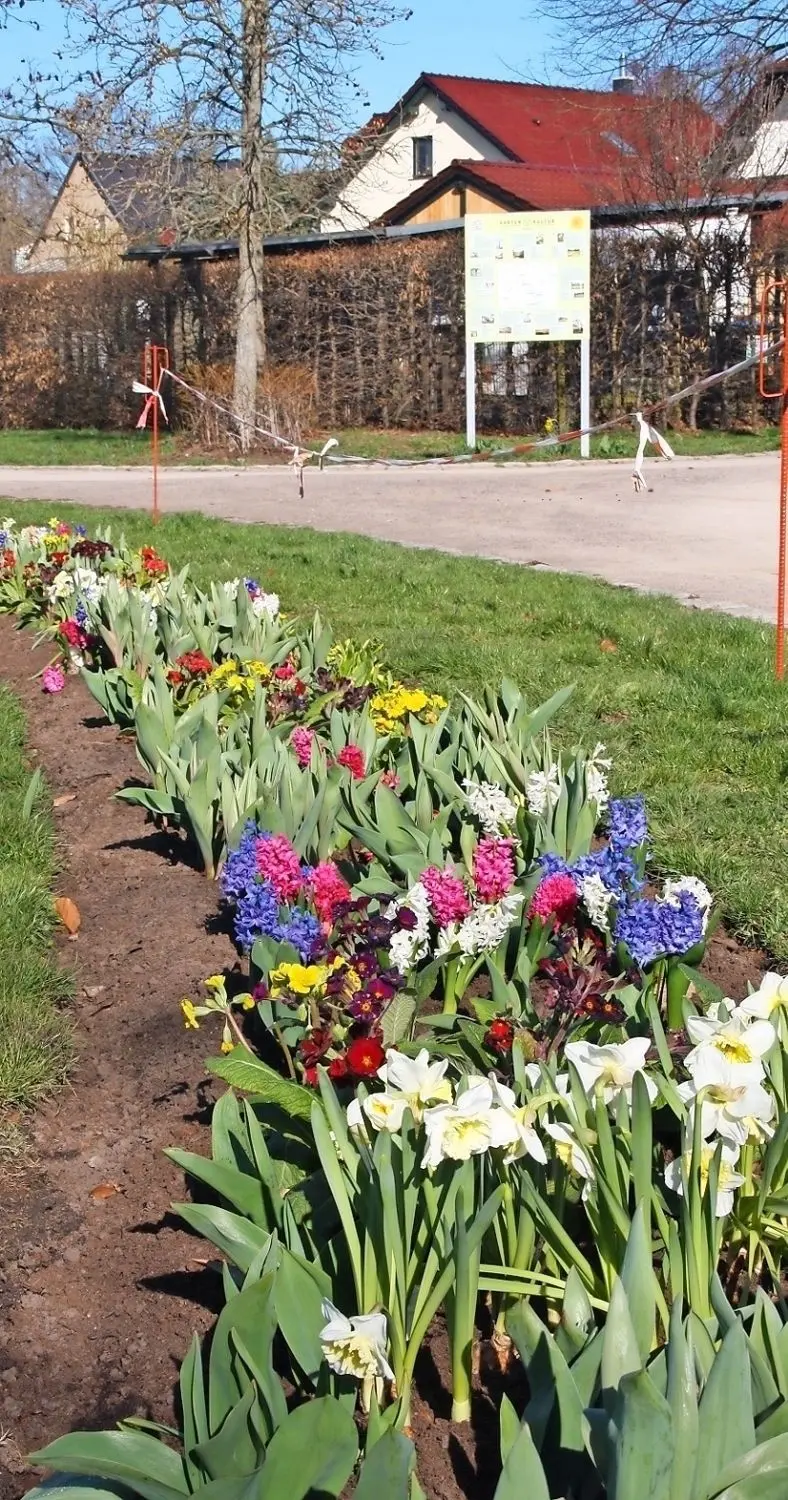 Tulpen und Frühjahrsblüher konnten nach dem Luckauer Tulpenklau neu gepflanzt werden und leuchten jetzt in vielen Farben.