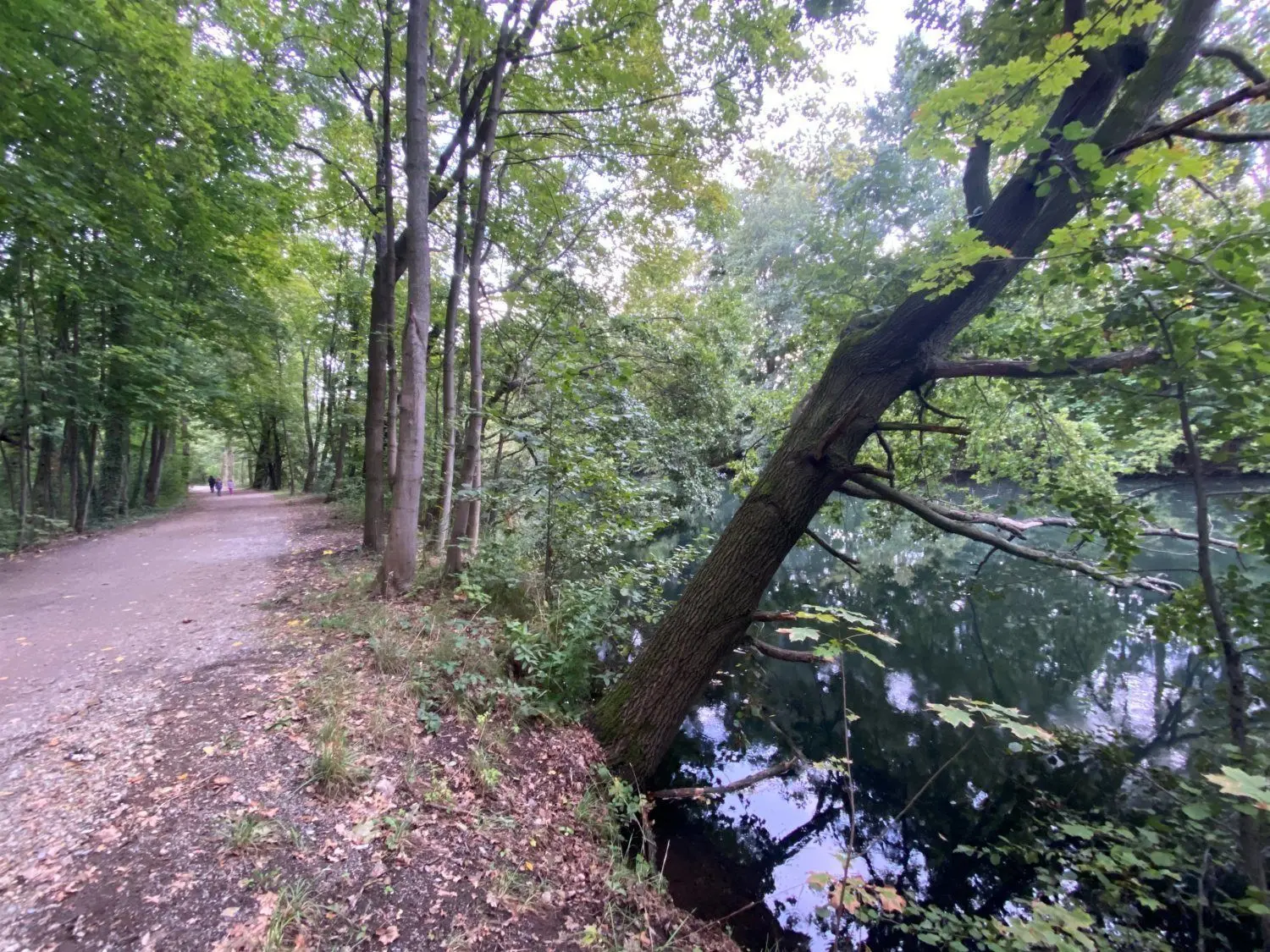 Diese Eiche neigt sich bereits gefährlich über die Spree.