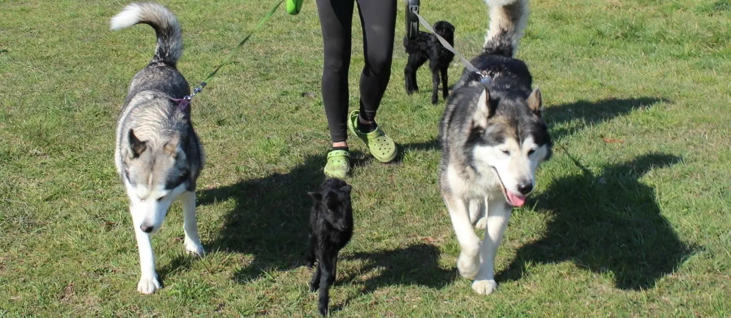 Enkeltochter Leonie, die auf dem Pusacker Bauernhof aufwächst, beim Spaziergang mit einer ganz besonderen tierischen Patchwork-Familie.