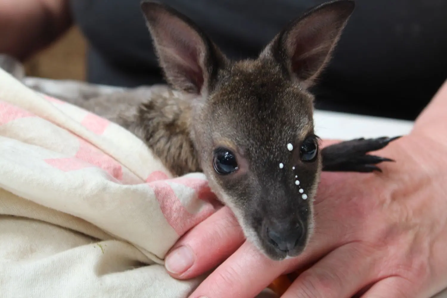 Känguru-Baby Max mit Milchtropfen auf der Nase. Er ist der derzeitige Star im Affenzoo in Jocksdorf und kann ab sofort auch wieder bestaunt werden.