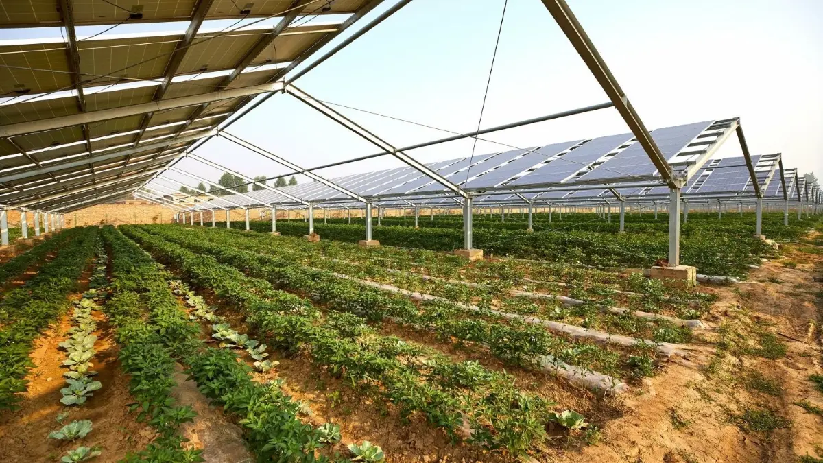 Ein möglicher Kompromiss auf landwirtschaftlichen Flächen: Agri-PV-Anlagen, die auf „Stelzen“ stehen. ⇥
Gemüseanbau unter Solaranlage,Photovoltaikanlage über Gemüseanbau, Download am 10.5.23 für m.Wilke, ZAK, Foto: © jeson/adobe.stock.com