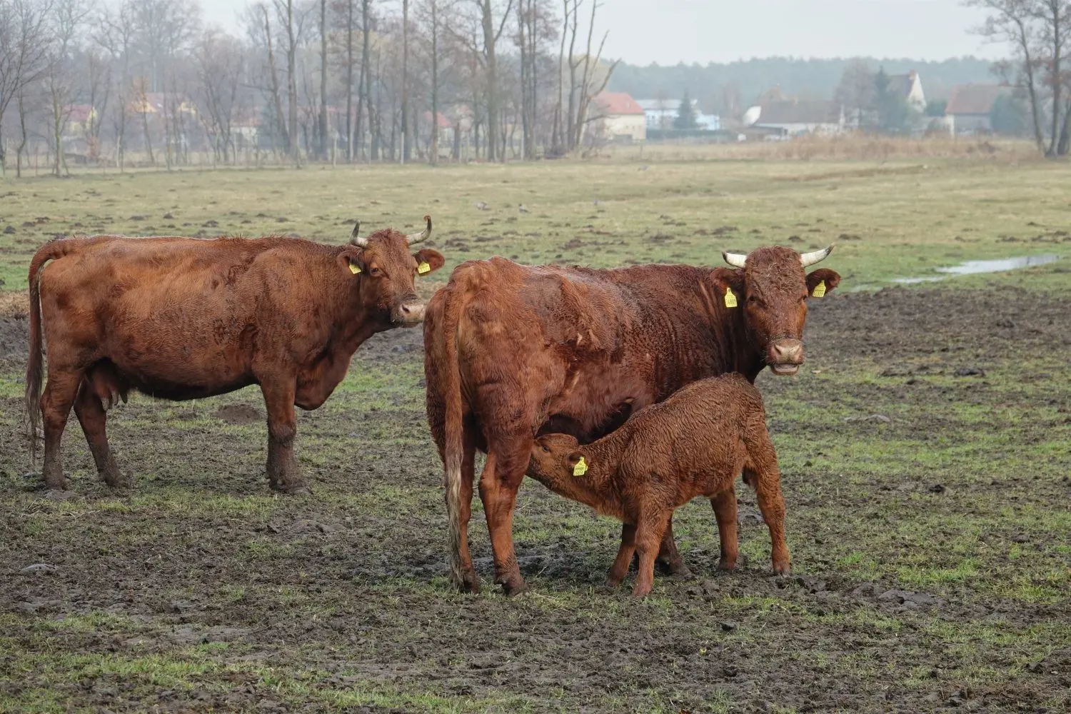 In Boxberg gibt es bald Rouladen aus Sachsen: Dem Kälbchen schmeckt es bei seiner Mutter. Gleich hinter Gruners Landhaus Rauden hat die Herde ihre Weide.