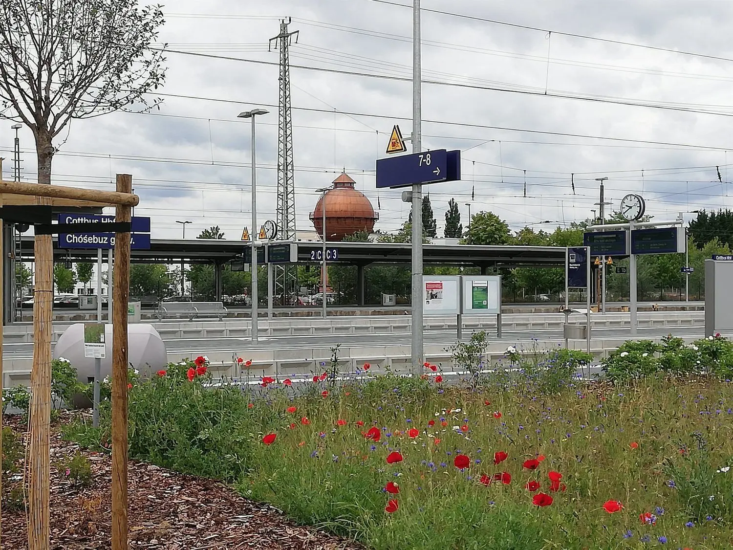 Die Blühwiese auf dem Cottbuser Bahnhof im Frühsommer - ein echter Hingucker.