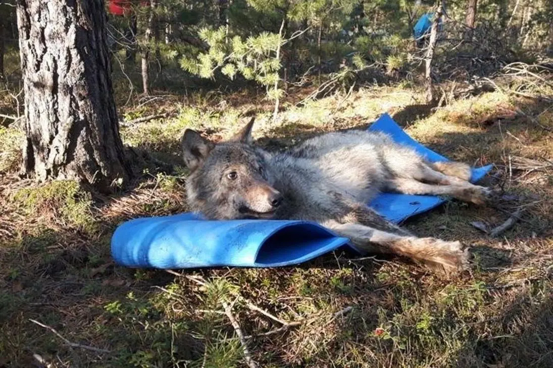 Die Wölfin "Cora" hat unter Narkose ein Senderhalsband bekommen. Das Foto zeigt sie, als sie erwacht.