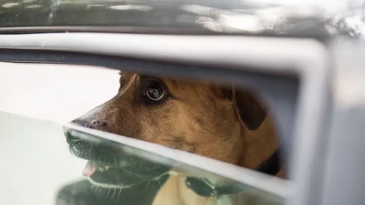 So schütze ich meine Fellnase vor einem Hitzschlag