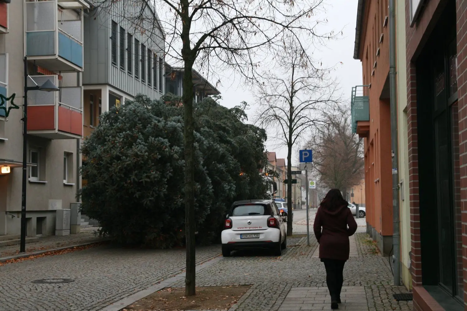 Über die gesamte Straßenbreite reichen die Äste der 14,50 Meter hohen Blautanne.
