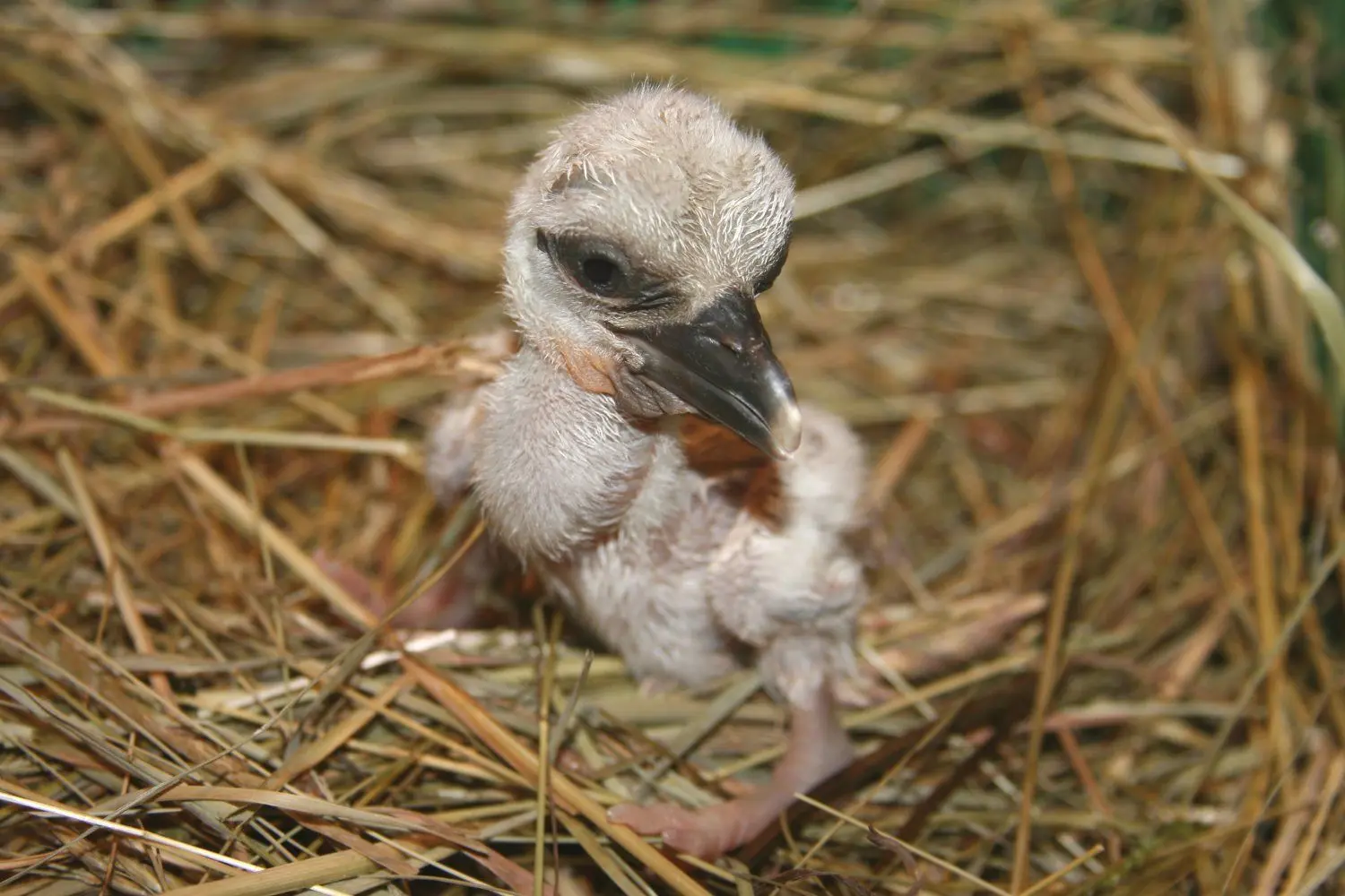 Aus diesem grauen Küken wird einmal ein stolze Storch mit langem roten Schnabel.