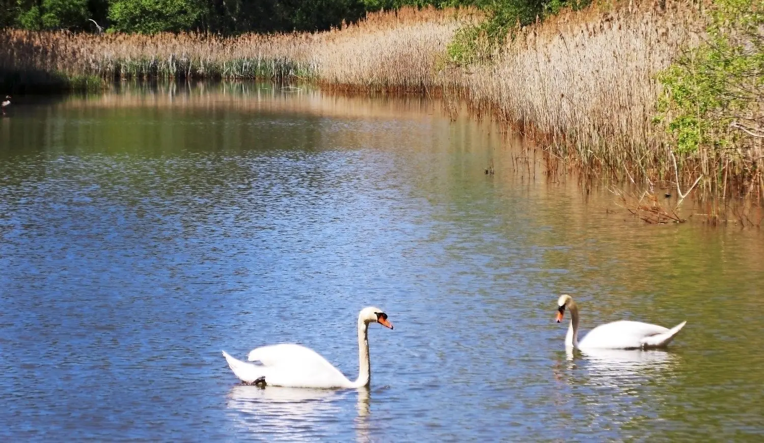 Idylle an den Teichen der Kleinen Mühle zwischen Drößig und Fischwasser.
