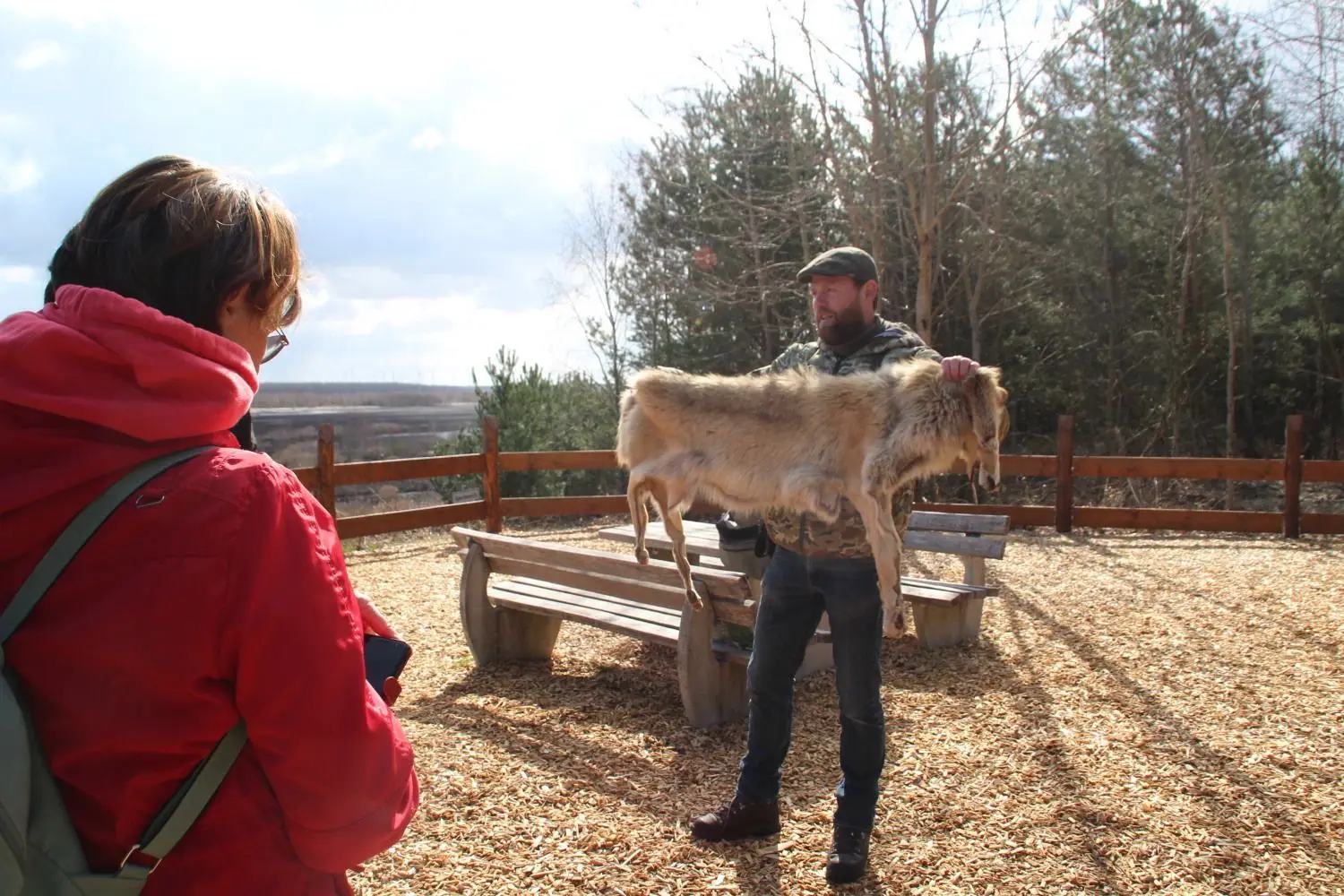 Um den Teilnehmern bei seinen Wolfswanderungen die Größe, Fellfarbe und Merkmale eines Wolfes zu erläutern, hat Naturführer Stephan Kaasche ein präpariertes Wolfsfell dabei.