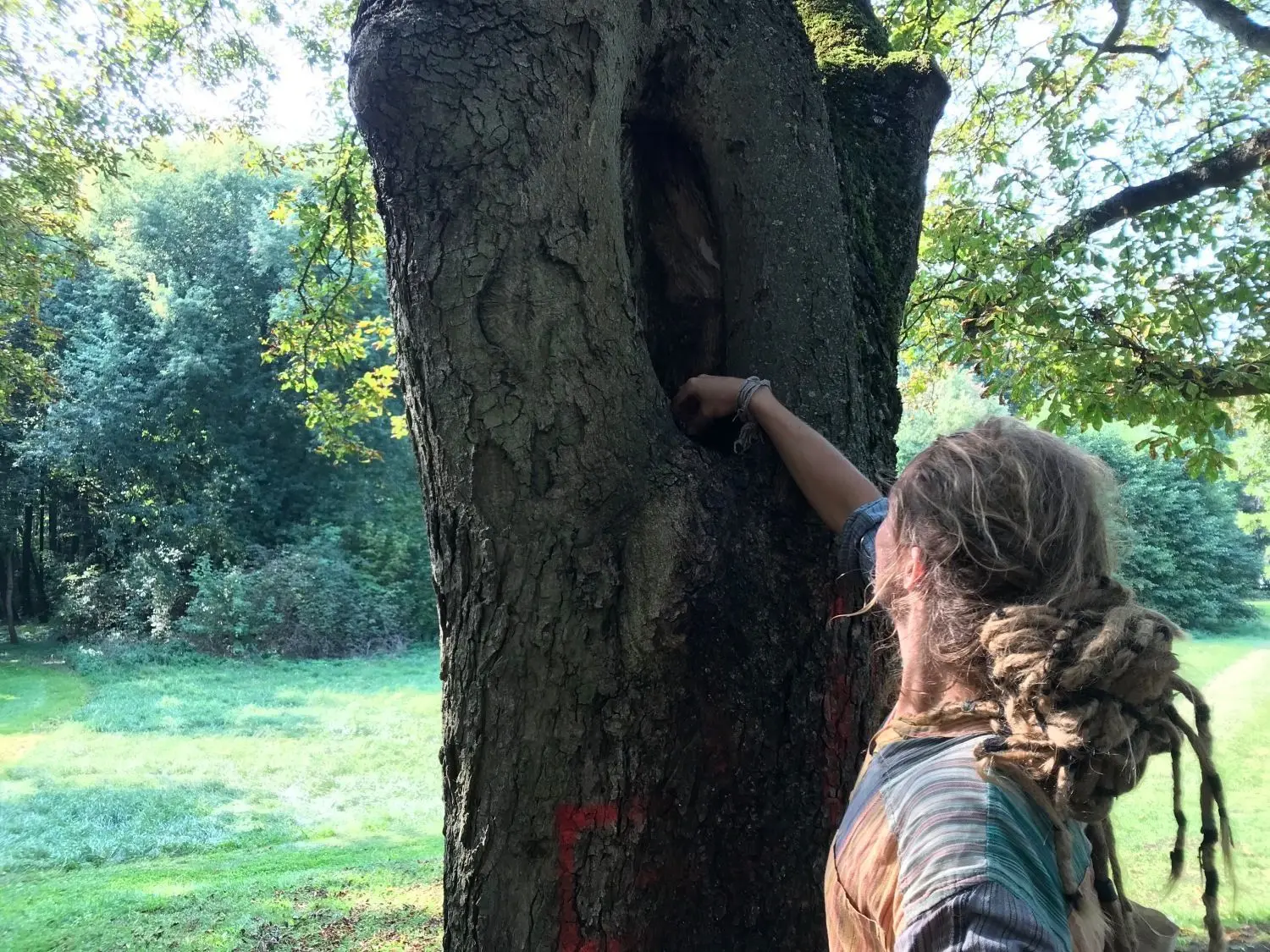 Selbst in diesem Astloch am Tellerberg findet sich Müll.