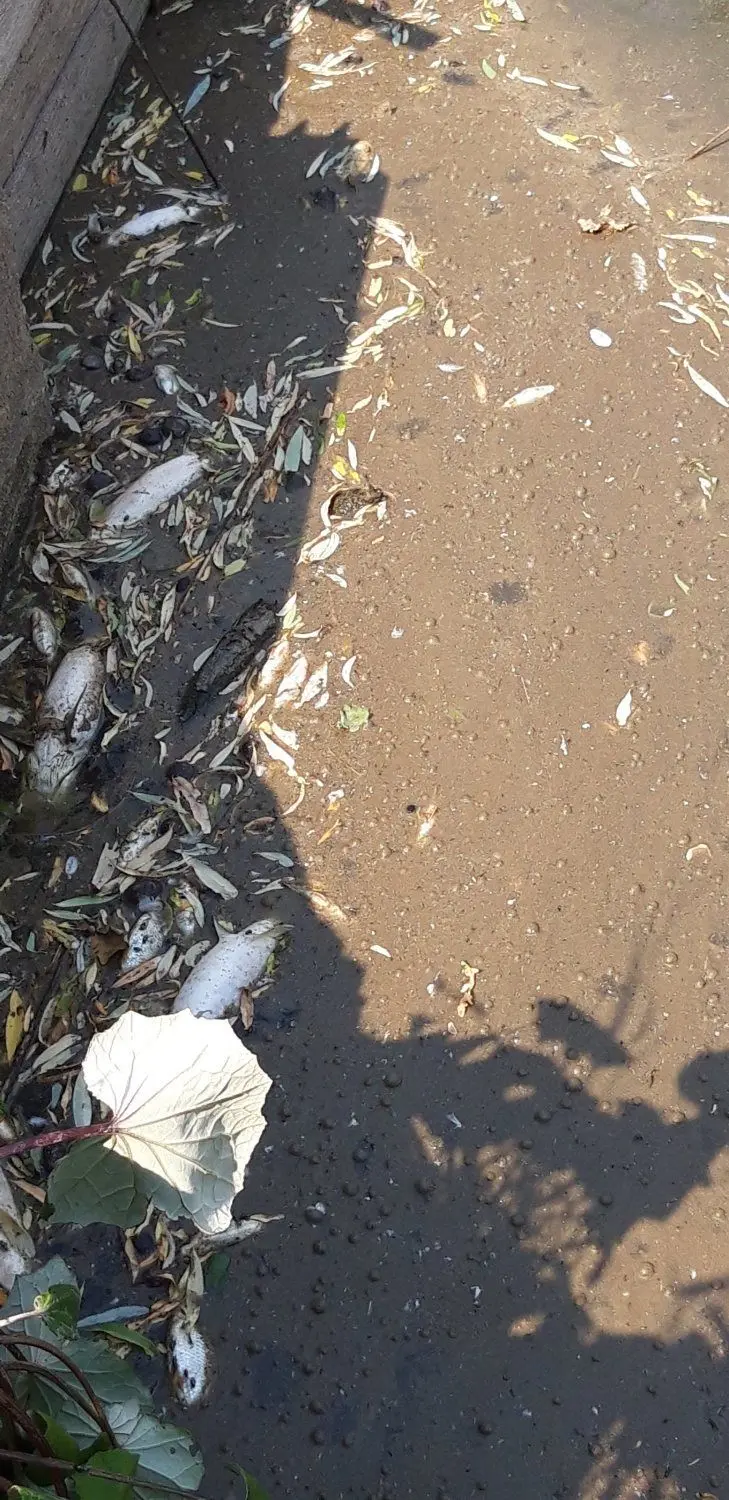 Im Lindenauer Kalmusteich waren Anfang August zahlreiche tote Fische zu beklagen.