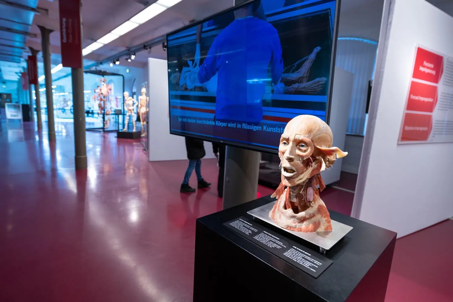Die Körperwelten-Ausstellung und die Schauräume in Guben waren zu Corona-Zeiten dicht. Auch jetzt – da viele Ausstellungen wieder offen sind – bleiben Gäste zögerlich. Über leere Auftragsbücher allerdings kann sich das Gubener Unternehmen nicht beschweren. Im kleinen Greiz hat sich Gunther von Hagens derweil einen Traum erfüllt.
