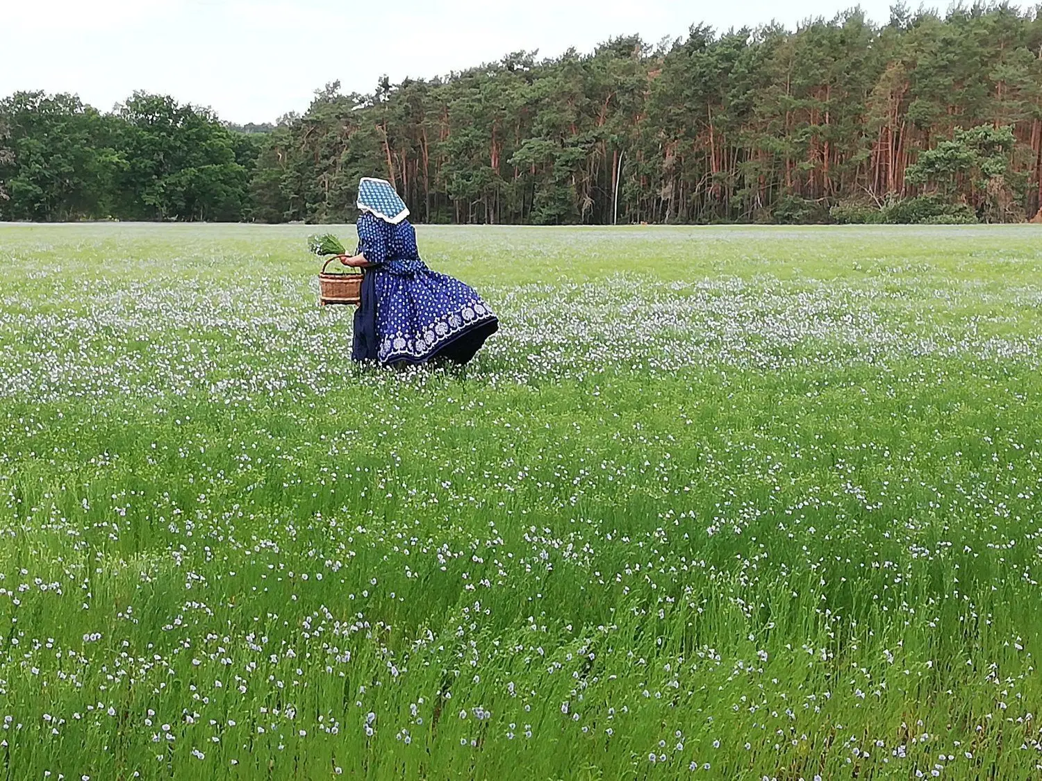 Blaue Stunde in Siewisch  mitten am Tag. Dafür sorgen das zartblaue Blütenmeer des Ölleins auf den Feldern der Agrargenossenschaft Drebkau in Siewisch und Gisela Christl vom Spreewaldverein, Lübben.