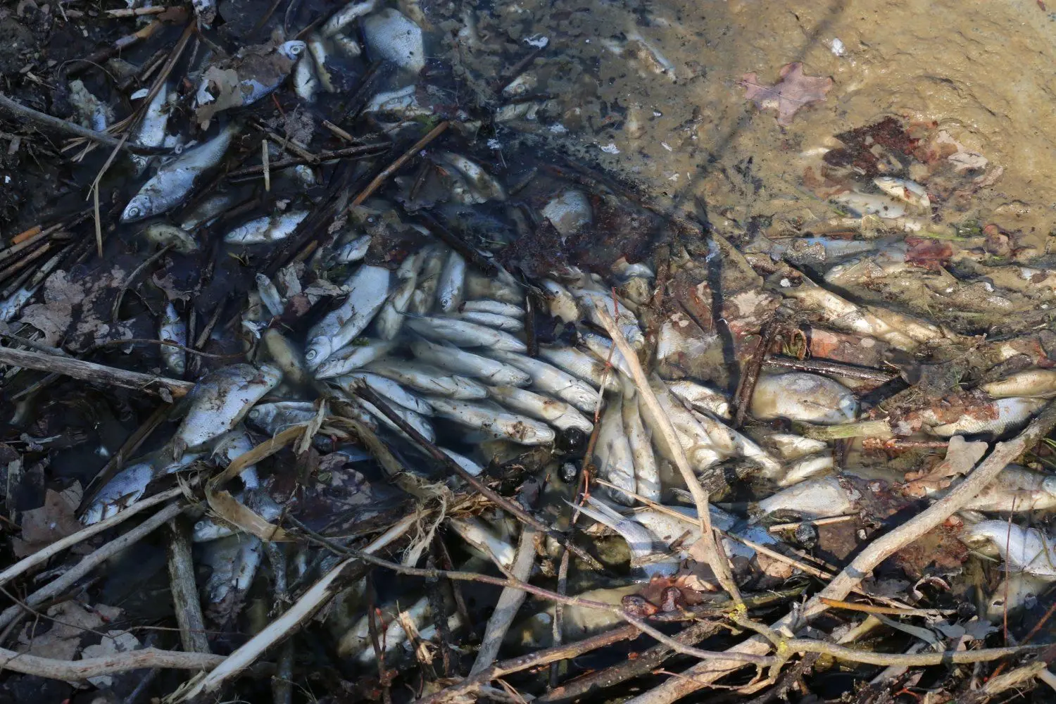 Fischsterben am Körbaer Teich.