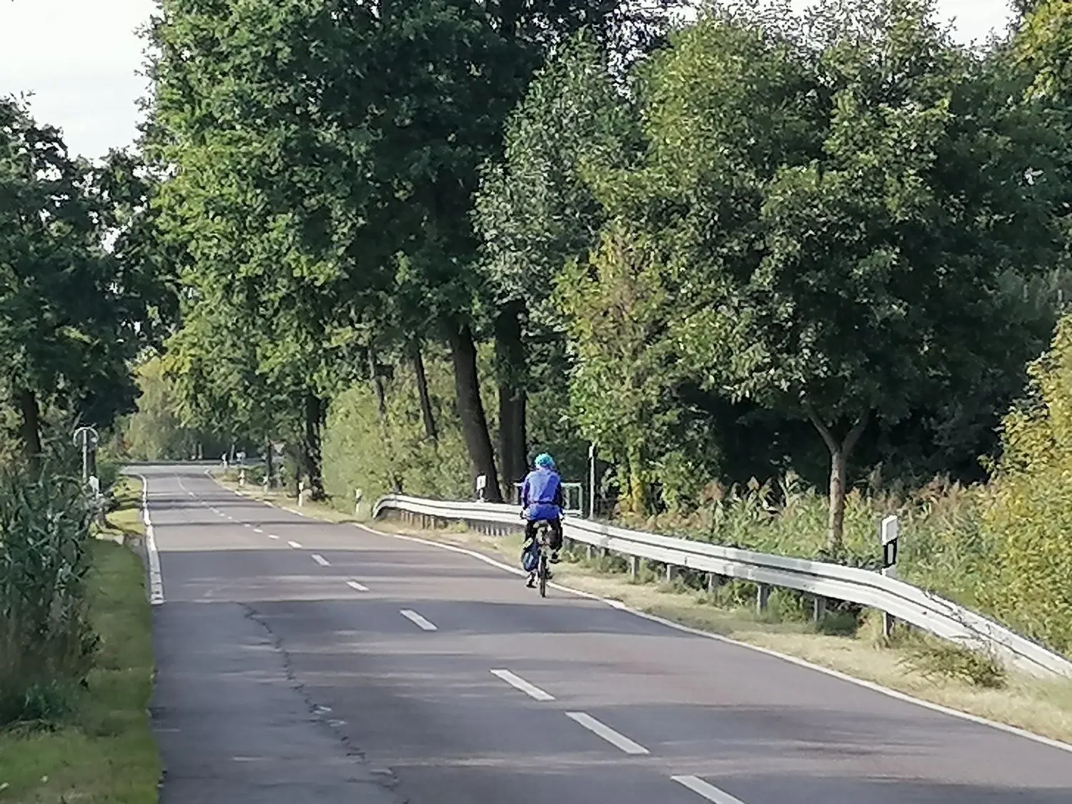 Die Bäume an der Kreisstraße 6212 zwischen Zobersdorf und Zeischa zeigten sich vor dem Herbst dicht belaubt. Doch wie viel Totholz wird das kommende Frühjahr zum Vorschein bringen?