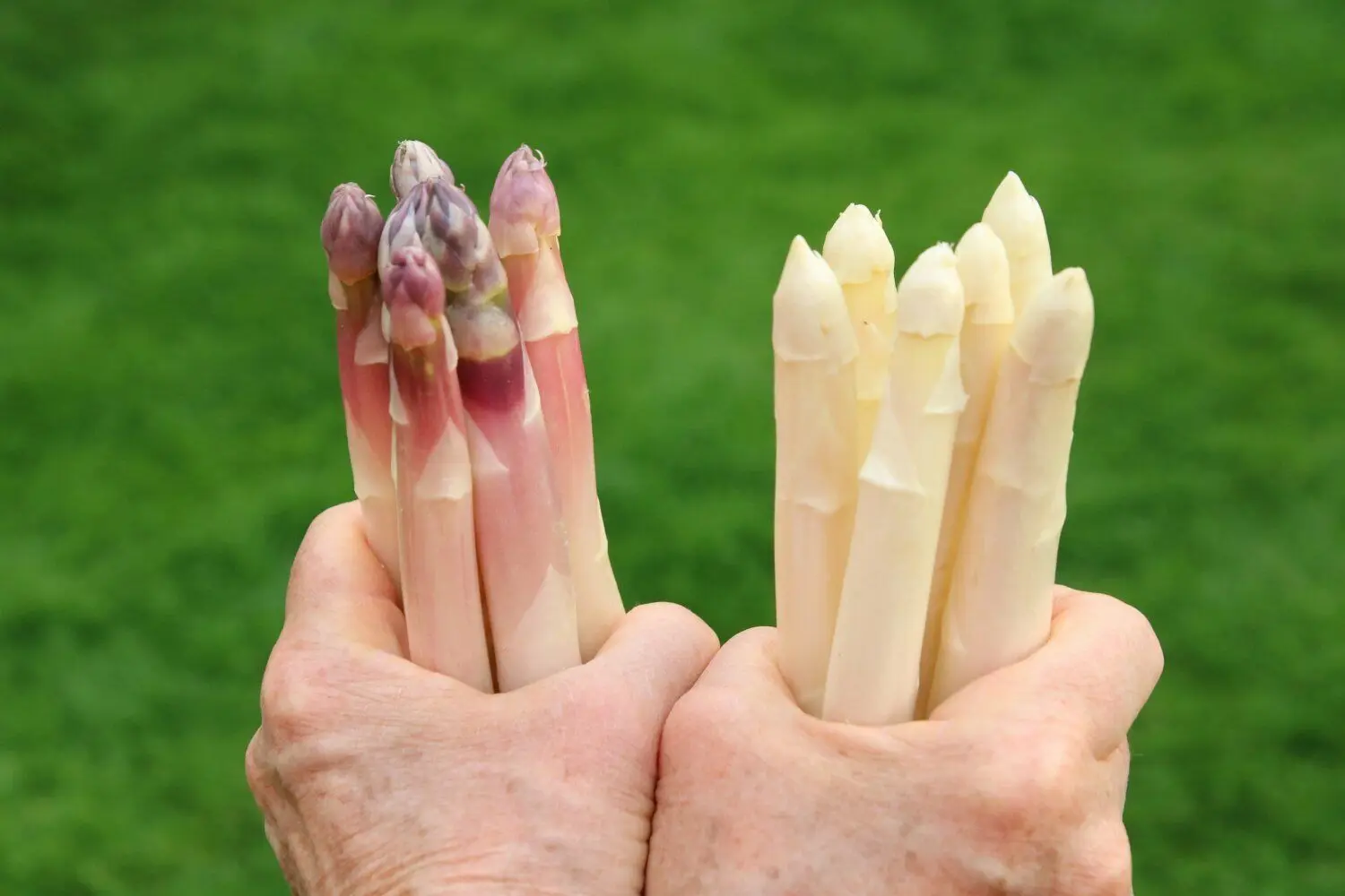 Ob Spargel weiß bleibt oder eine lila Spitze bekommt, hängt von einem einzigen Aspekt ab.