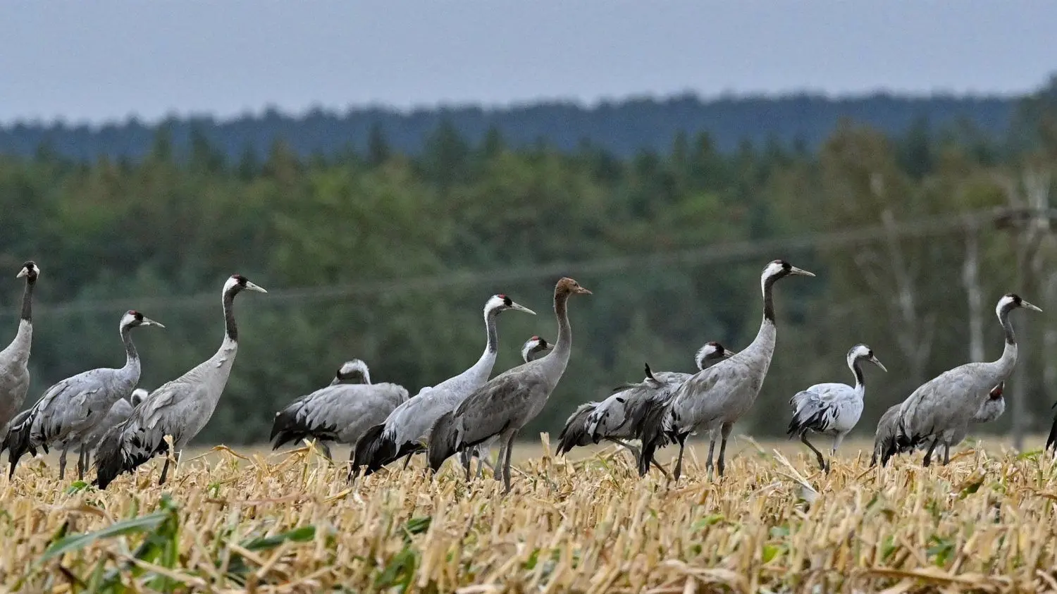 Auf Safari zu den Futterplätzen der Kraniche. Tausende rasten auf ihrer Weiterreise gen Süden im Luckauer Becken.