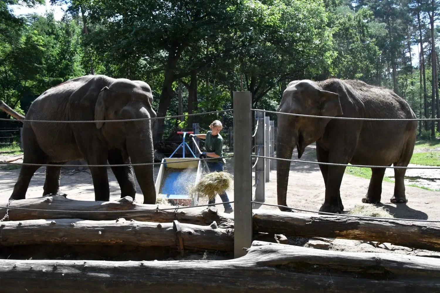 Die beiden Elefantendamen Karla (l.) und Sundali sind die Besucherlieblinge im Cottbuser Tierpark. Dass die beiden derzeit getrennt voneinander gehalten werden, liegt an Fußproblemen, mit denen sich vor allem Karla plagt. Durch diese „Wehwehchen“ sind die Tiere schnell gereizt. Ist der Fuß abgeheilt, können die Elefanten vermutlich wieder zusammengeführt werden.
