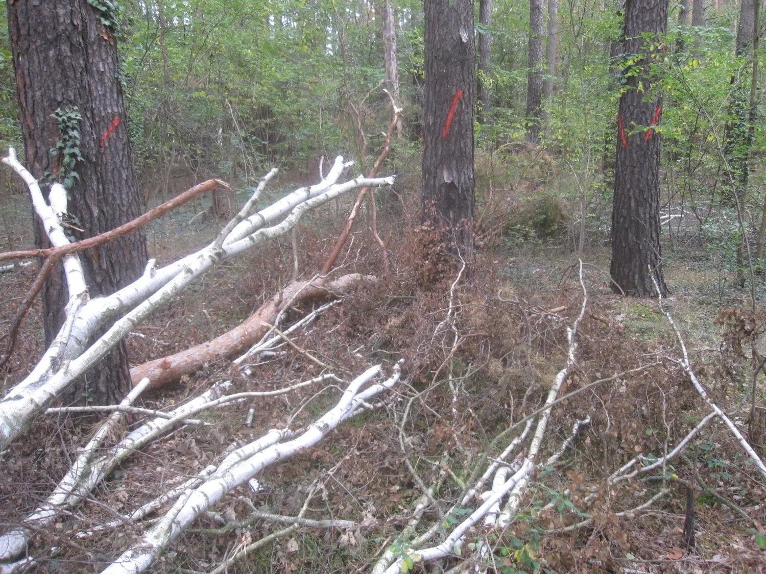 Eingeschlagenes Holz und zur Fällung markierte Kiefern in der Branitzer Siedlung.