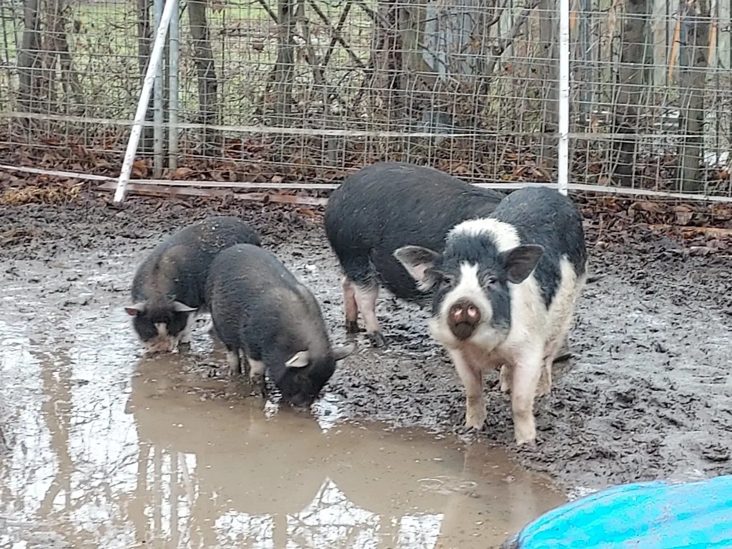 Schlamm haben die süßen Schweinchen besonders gern: auch 23 Hängebauchschweine leben seit Anfang des Jahres im Tierheim Langengrassau.