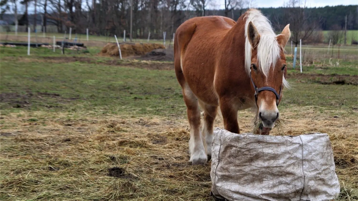 Tessa, die Stute, flößt Hühnerdieben wie Füchsen Respekt ein. Ihre Äpfel werden von Hühnern und anderen Vögel so haferkornfrei gepickt, dass zwischen Erdbeeren und Gemüse kein Hafer mehr wächst.