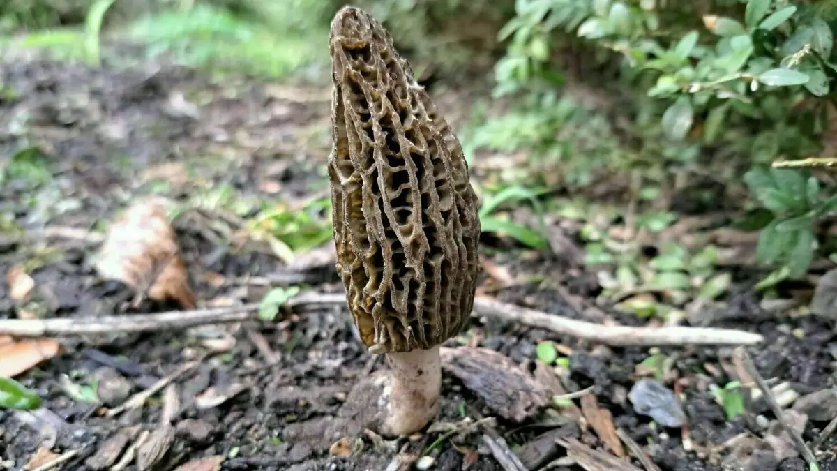 Die Spitzmorchel ist ein sehr begehrter Speisepilz, der im Frühjahr besonders gut in Obstgärten, Parks, Wäldern und auf Kiefern- und Fichtenmulch gedeiht.
Die Spitz-Morchel ist ein sehr begehrter Speisepilz, der im Frühjahr besonders gut in Ostgärten, Parks, Wäldern und auf Kiefern- und Fichtenmulch gedeiht.