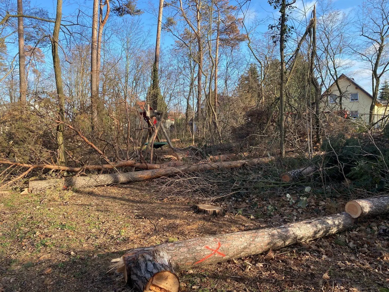 Waldumbau In der Branitzer Siedlung: Der Wald auf dem Böcklinplatz ist von Pilzen und Insekten befallen. Auf dem kleinen Waldstück werden alle Kiefern gefällt. Der Spielplatz ist derzeit gesperrt.