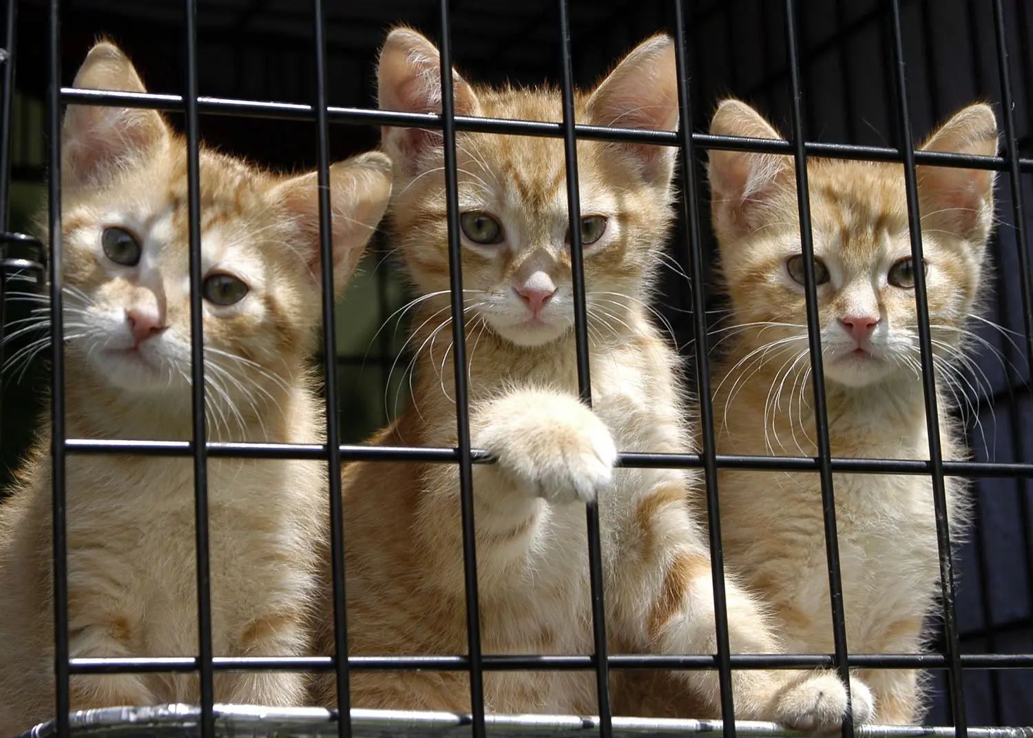 Für etwa 100 Tiere, vorrangig Katzen, aber auch Hunde, baut der Herzberger Tierschutzverein Tierhilfe Südbrandenburg zwischen Falkenberg und Uebigau ein neues Tierheim.