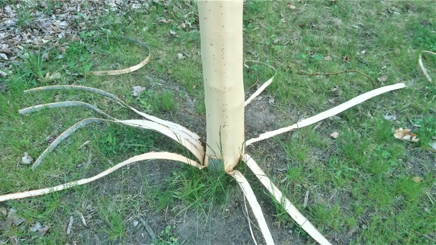 Die Rinde der Ahornbäume wurde so entfernt, als wäre eine Banane geschält wurden. Damit werden die Bäume nicht mehr mit den nötigen Nährstoffen versorgt.
