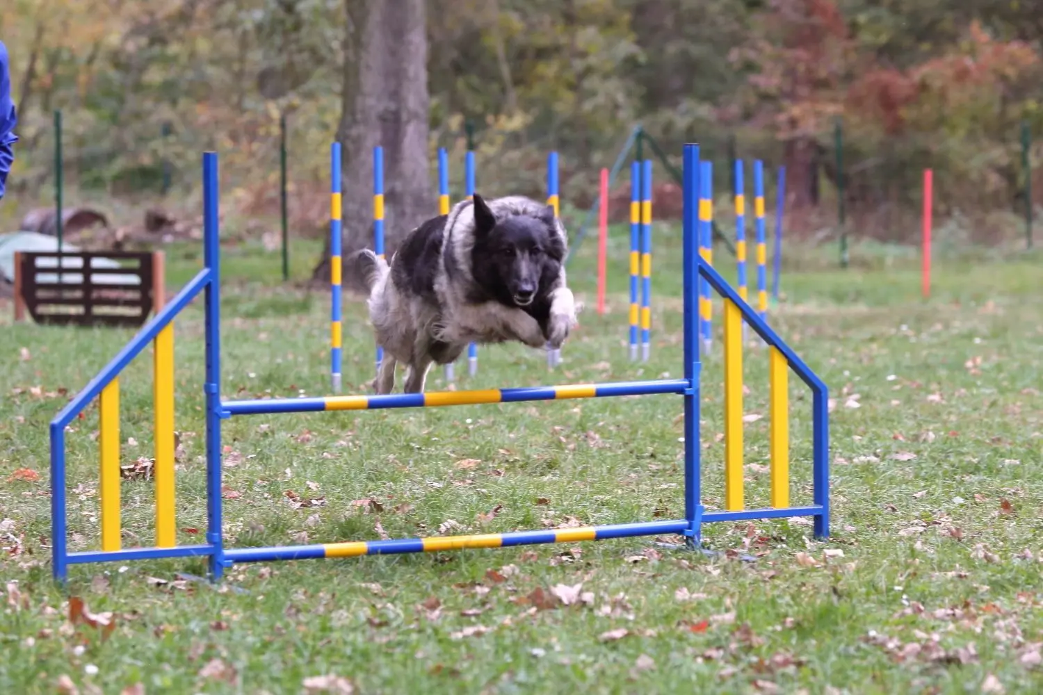 Die Belgische Schäferhündin Cara beim Sprint über den Parcours.