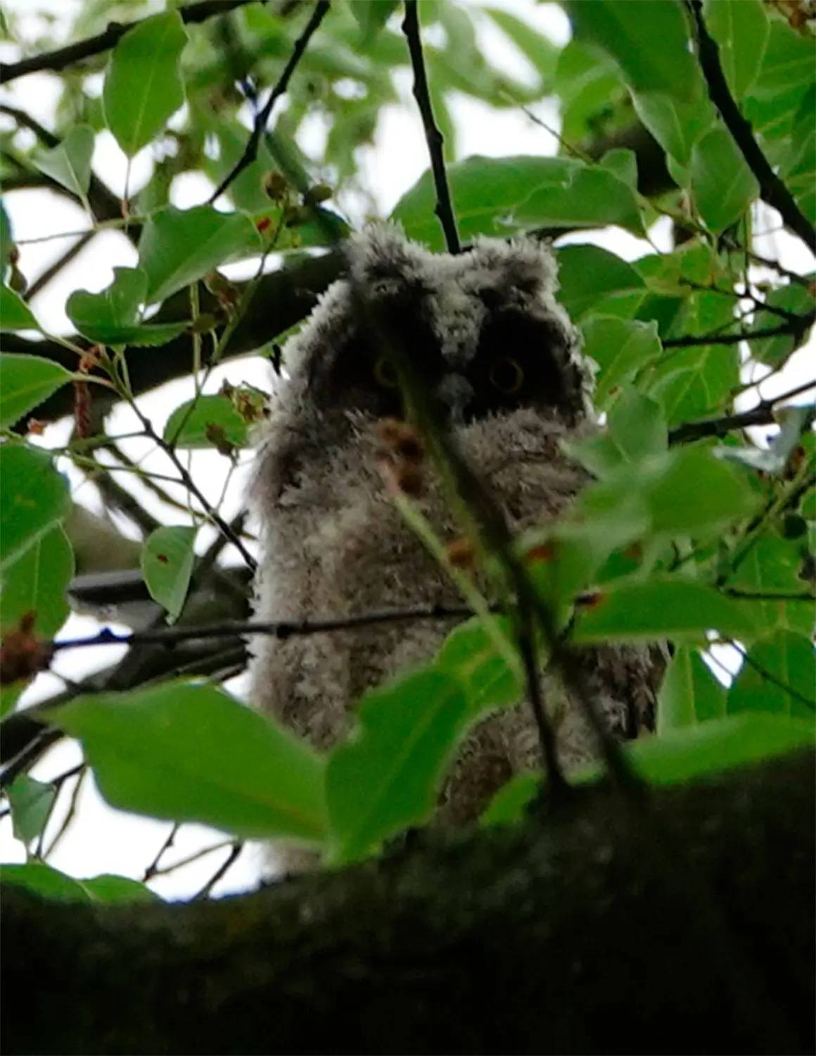 Eine junge Waldohreule in einem Baum in der Spremberger Vorstadt. Die typischen Federohren sind bei dem Jungvogel schon gut zu erkennen.
