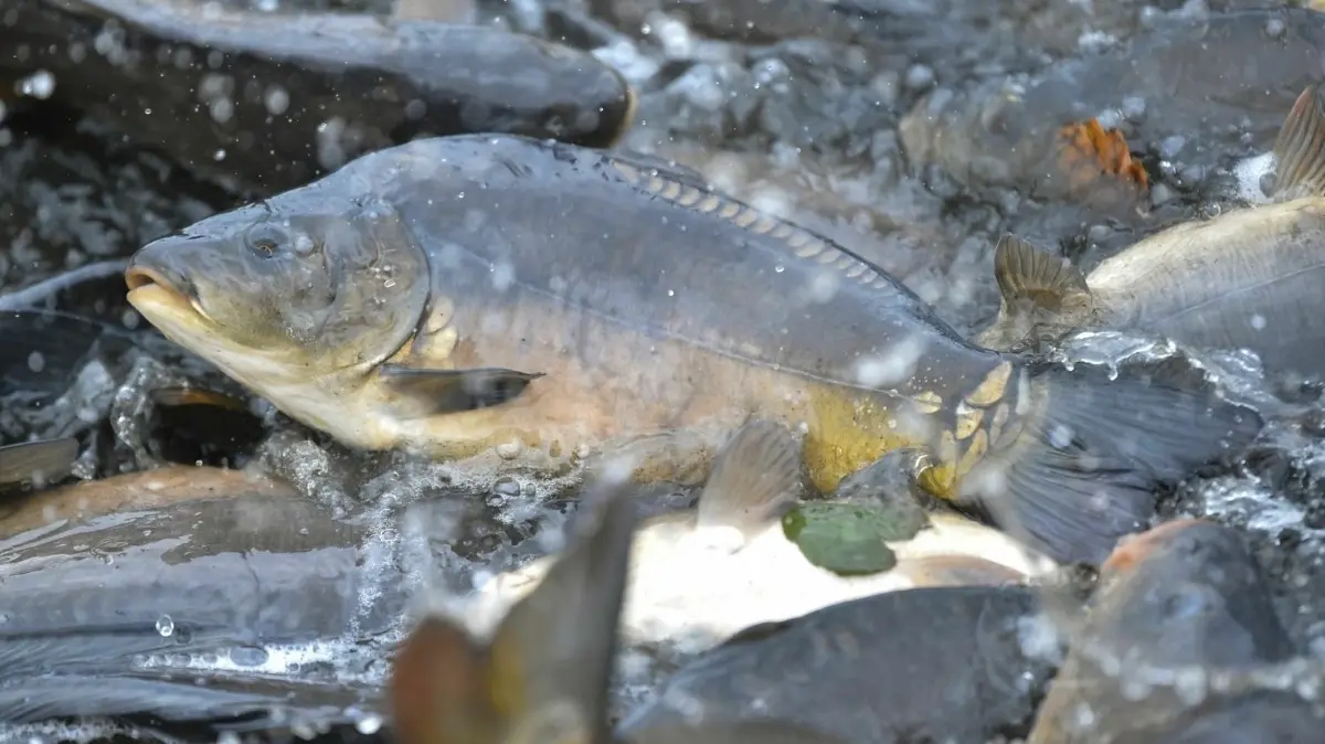 Ein Karpfen aus Peitz. Dieser ist sogar im deutschen Fernsehen ein waschechter Star. Das macht ihn so beliebt.
Ein Karpfen aus Peitz. Dieser ist sogar im deutschen Fernsehen ein waschechter Star.