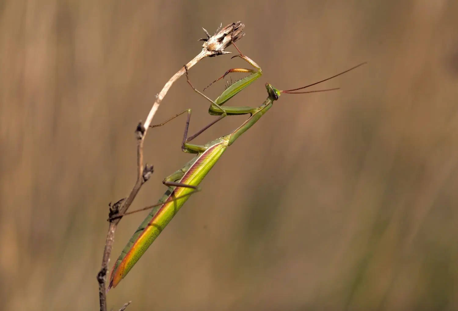 Die Europäische Gottesanbeterin wurde 2015 bei Zinnitz erstmals nachgewiesen. Heute ist sie in Sielmanns Naturlandschaft flächendeckend verbreitet.