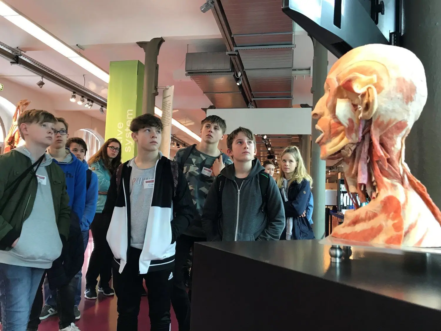 19 Schülerinnen und Schüler haben den Zukunftstag am Donnerstag bei den Gubener Plastinaten verbracht.