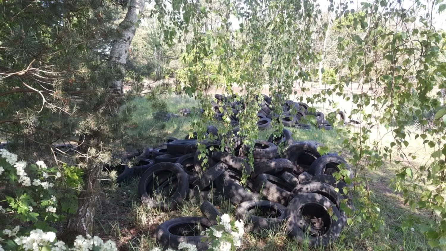 Abgelagerte Reifen in einem Waldstück bei Craupe sorgten bereits in der ersten Jahreshälfte für einen Müllskandal.