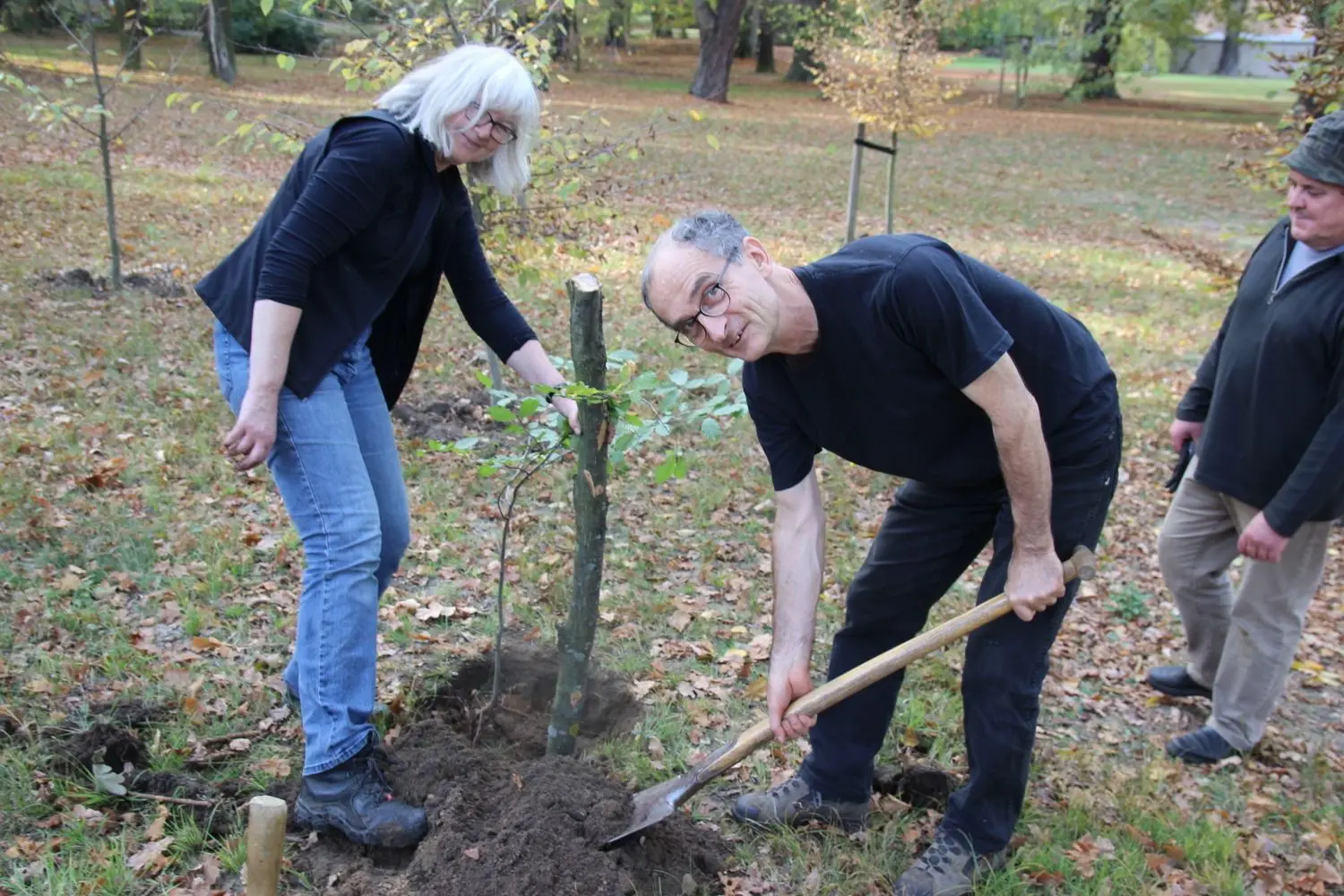Hier pflanzen Kathrin Franz und Lutz Kuback eine junge Buche. Diese wurde nur ein paar Meter weiter ausgegraben.