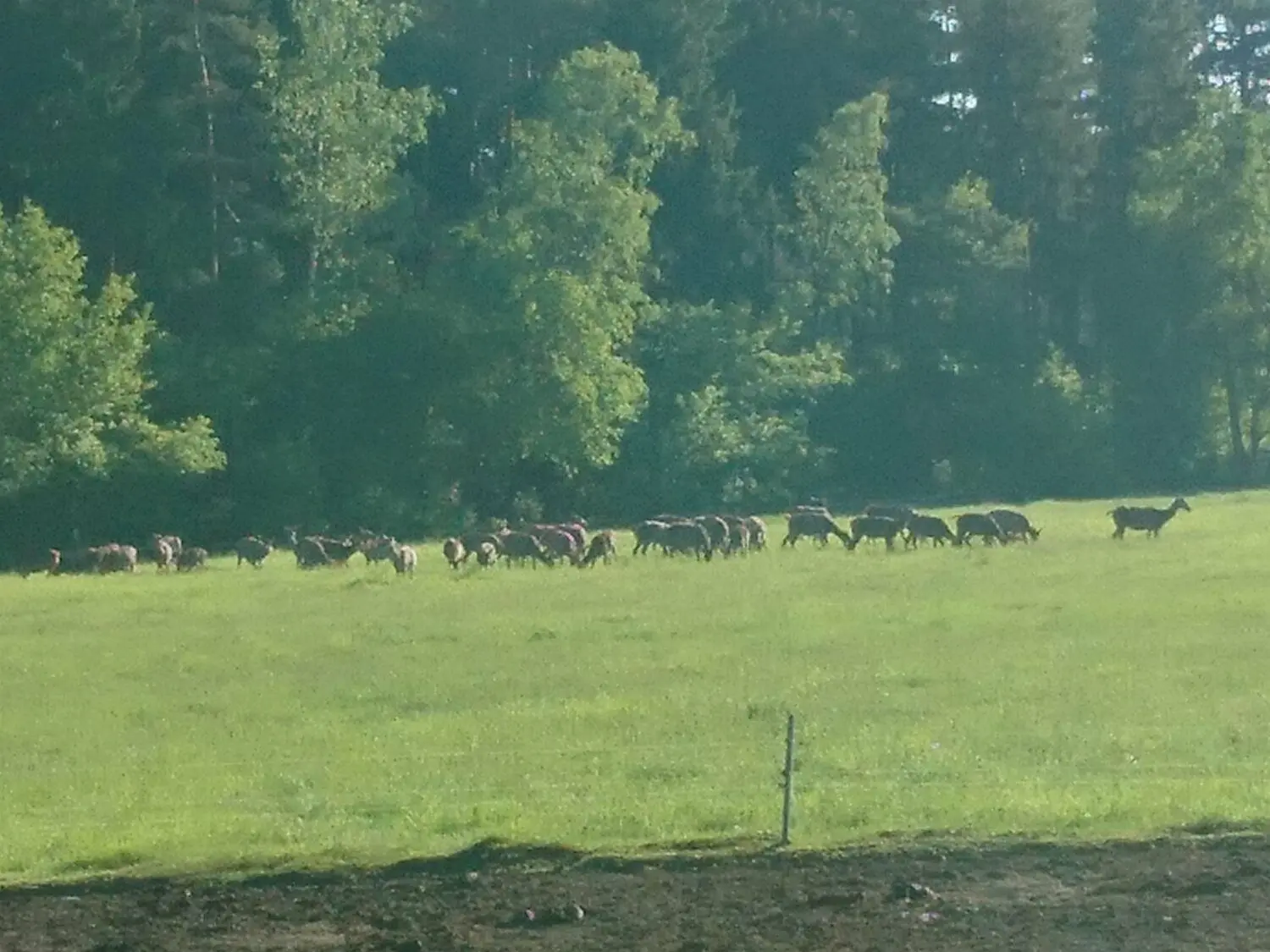 Große Herden von Rotwild richten auf Feelder rings um Weißkeißel große Schäden an.