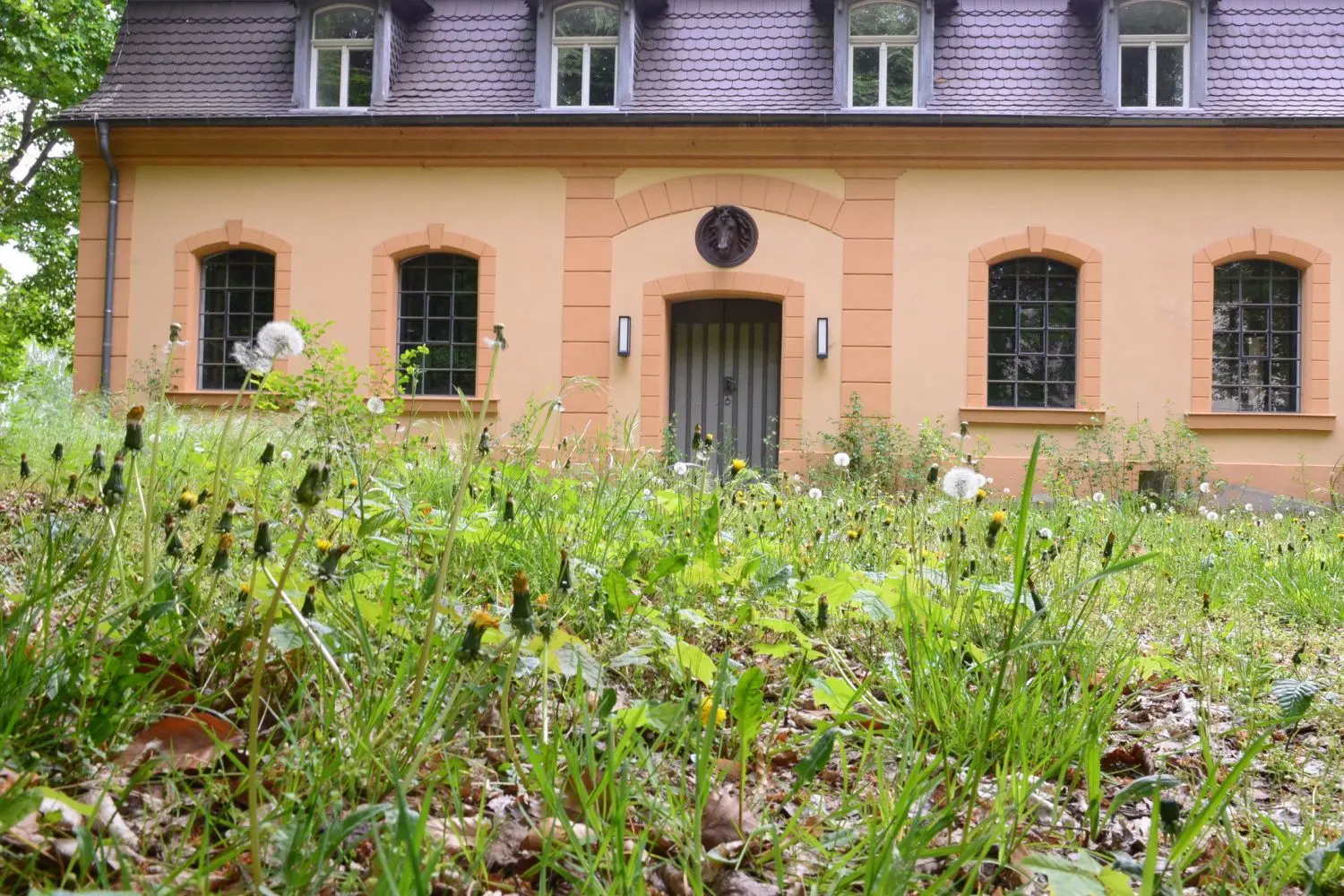 Nicht wie im Märchen von Rosen zugerankt, aber wild und verunkrautet. Nach dreieinhalb Jahren muss auf dem Schlossareal endlich wieder etwas passieren. Foto: Rasche