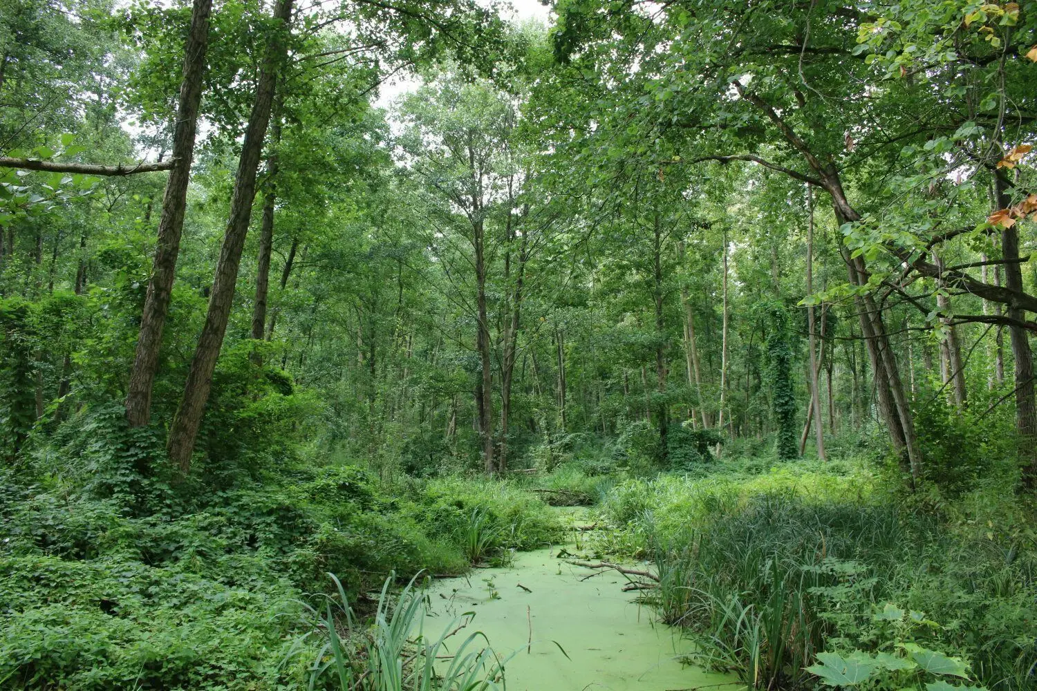 Eine vielfältige Waldgemeinschaft – wie hier im Unterspreewald – sollte das Ideal im Spreewald sein.
