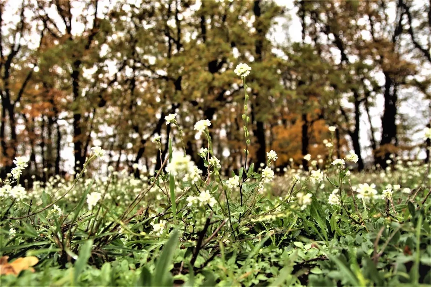 Im November hat es in Cantdorf vorm Friedhof noch geblüht: Die Grau-Kresse wird von vielen kleinen Insekten geliebt und hält Trockenheit gut aus. ⇥